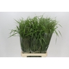 Panicum Fountain
