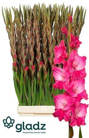 <h4>Gladiolus Gr Fairytale Pink</h4>