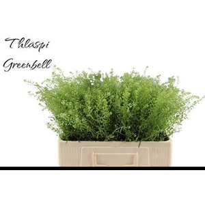 Lepidium Green Bell