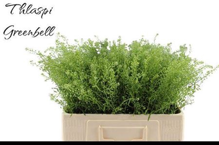<h4>Lepidium Green Bell</h4>