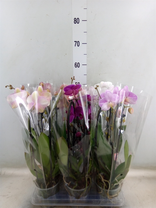 <h4>Phalaenopsis  'Elegant Cascade'</h4>