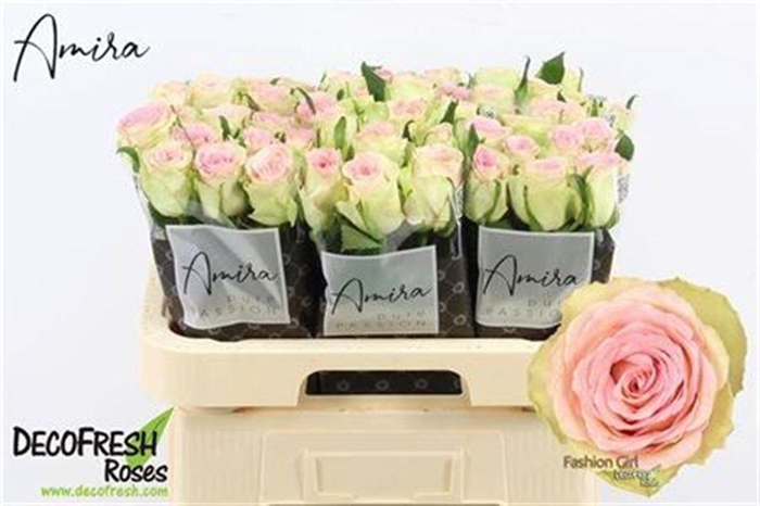 <h4>R Gr Fashion Girl</h4>