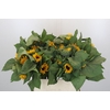 Helianthus Orange Fire