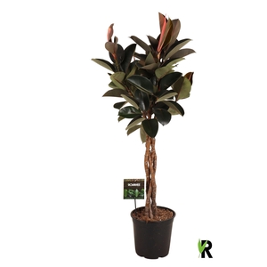 Ficus elastica 'Burgundy'
