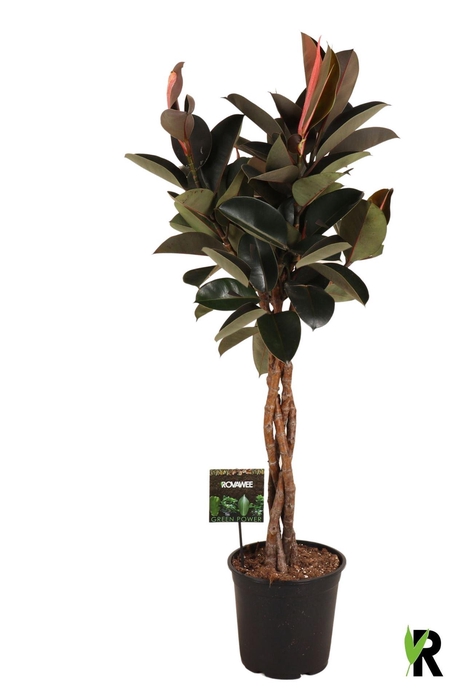 <h4>Ficus elastica 'Burgundy'</h4>