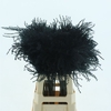 Dried Stipa Feather Black