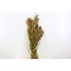 Dried Panicum Grass Bunch