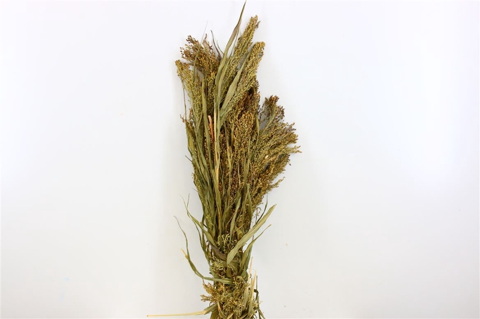 Dried Panicum Grass Bunch