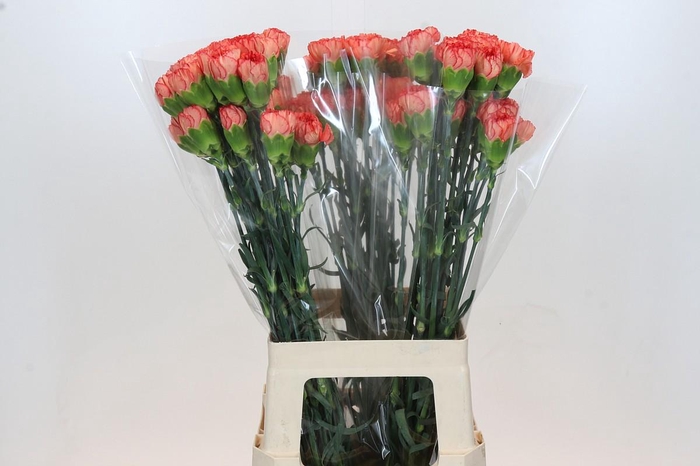 Dianthus St Kalimero