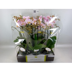 Phalaenopsis multi. 'FC Angel Eyes'