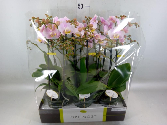 <h4>Phalaenopsis multi. 'FC Angel Eyes'</h4>