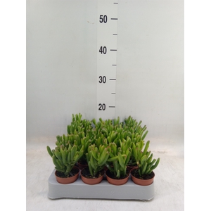 Crassula ovata 'Horn Tree'