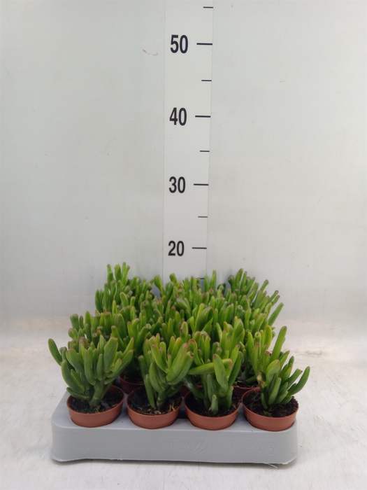 <h4>Crassula ovata 'Horn Tree'</h4>
