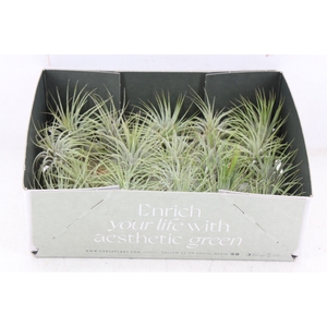 arr3 CP - Till. - Ionantha groen x20