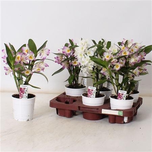** Dend Nobile 2-3 Branches