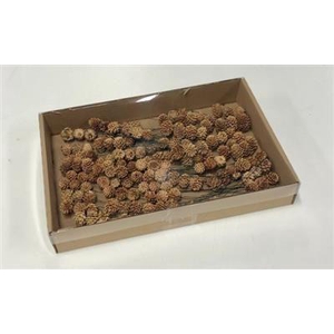 K.SALIGNUM STRENG OP DRAAD KERST