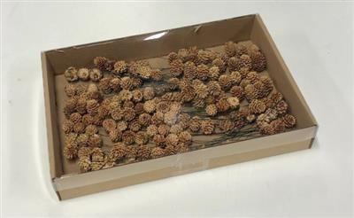 <h4>K.SALIGNUM STRENG OP DRAAD KERST</h4>