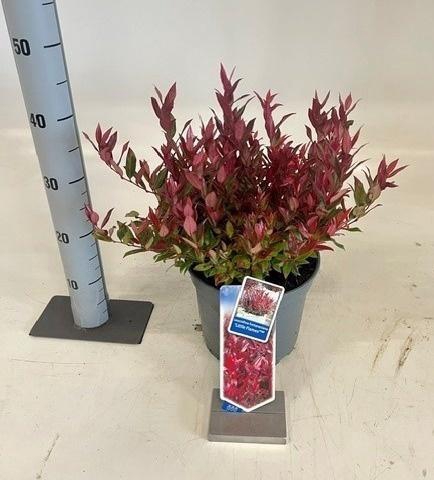 <h4>LEUCOT LITTLE FLAMES</h4>
