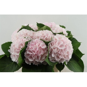 Hydr M Sweet Verena 60-18