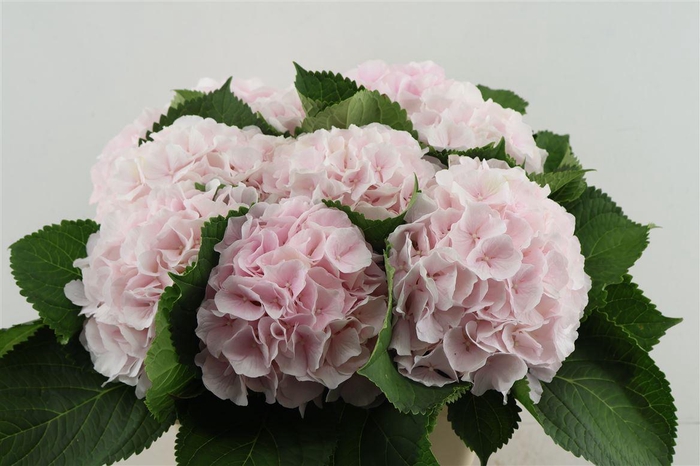 <h4>Hydr M Sweet Verena 60-18</h4>