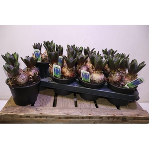 arr8 Hyacin Blue Star