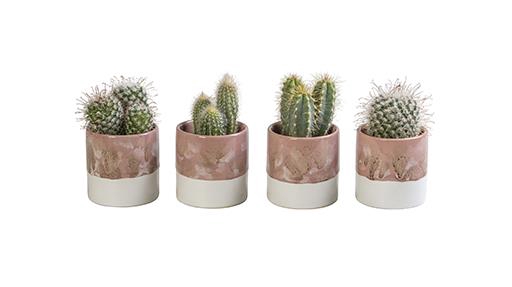 CACTUS MIX P6 L 65826