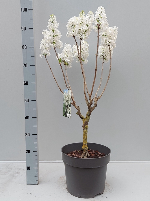 <h4>SYRI VULGARIS</h4>