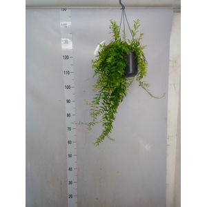Aeschynanthus  'Japhrolepis'