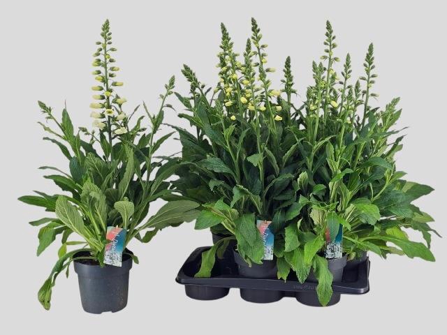 <h4>DIGI PU HANABEE WHI</h4>