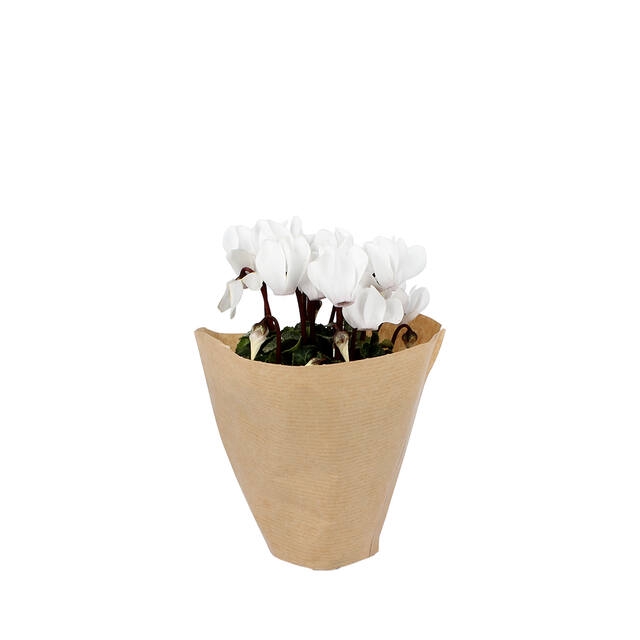 <h4>Hoes 19x19x6.2cm 45gr bruin gestreept kraft naturel 2500/ds</h4>