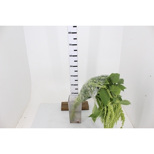 AMARANTHUS VERDE 070 CM VERDE
