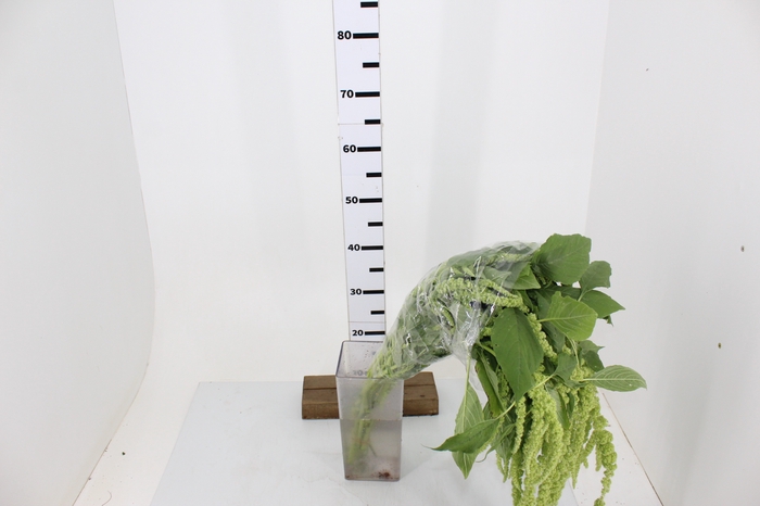 AMARANTHUS VERDE 070 CM VERDE