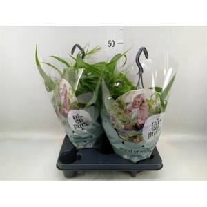 Chlorophytum com. 'Green Bonnie'