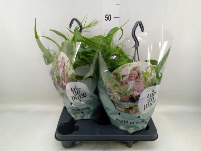 <h4>Chlorophytum com. 'Green Bonnie'</h4>