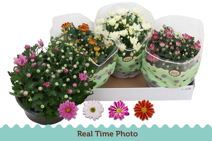 <h4>CHRYS GEM 4 KL</h4>