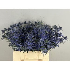 Eryngium Jos Eijking