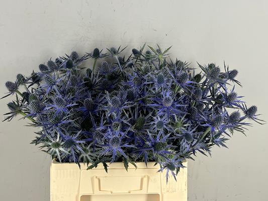 <h4>Eryngium Jos Eijking</h4>