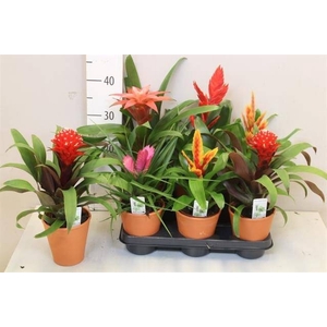 BROMELIA GEM 6 SRT