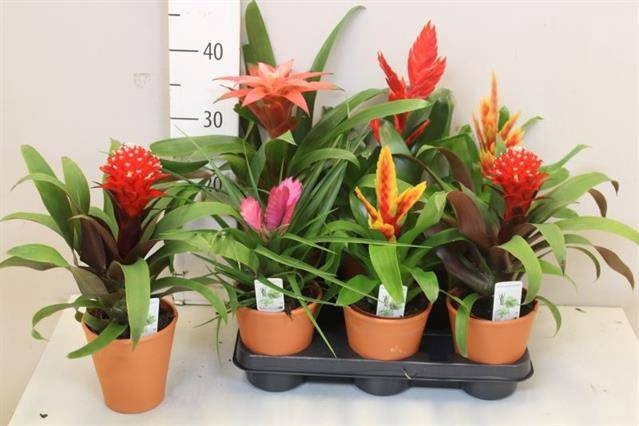 <h4>BROMELIA GEM 6 SRT</h4>