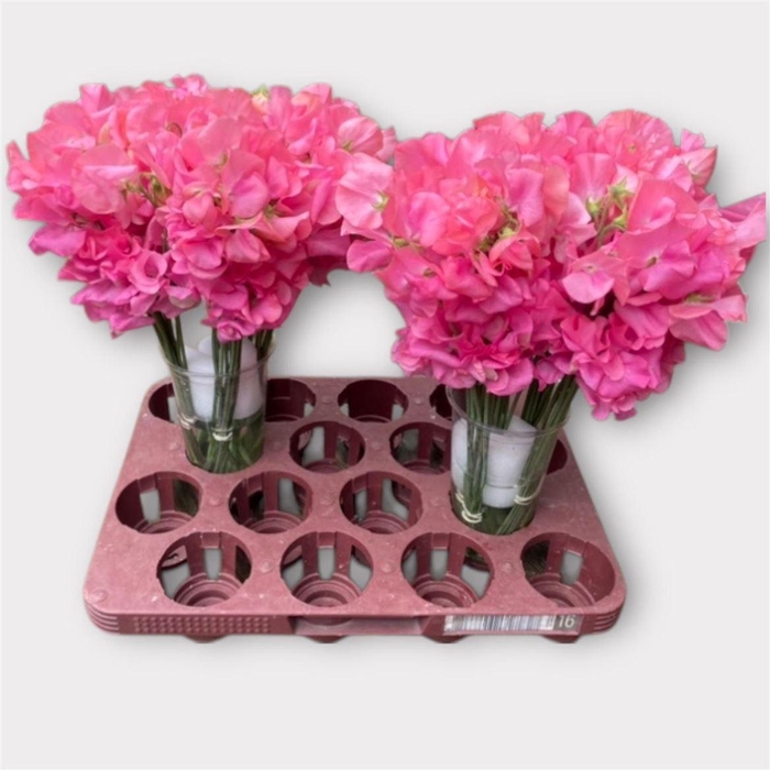 <h4>Lathyr Rom Pink Pear</h4>