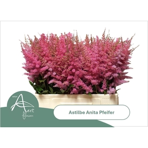 ASTIL AR ANITA PFEIF