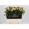 Paeo L Duchesse De Nemours Xl