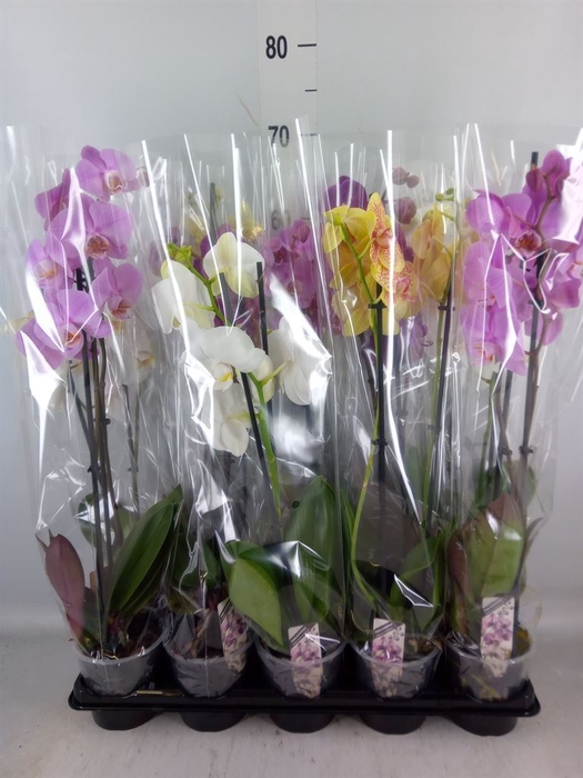 <h4>Phalaenopsis   ...mix</h4>