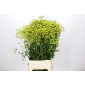 Anethum Graveolens