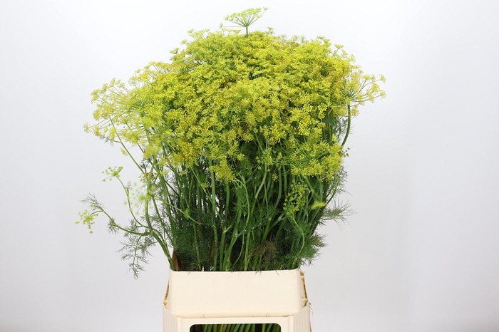 <h4>Anethum Graveolens</h4>