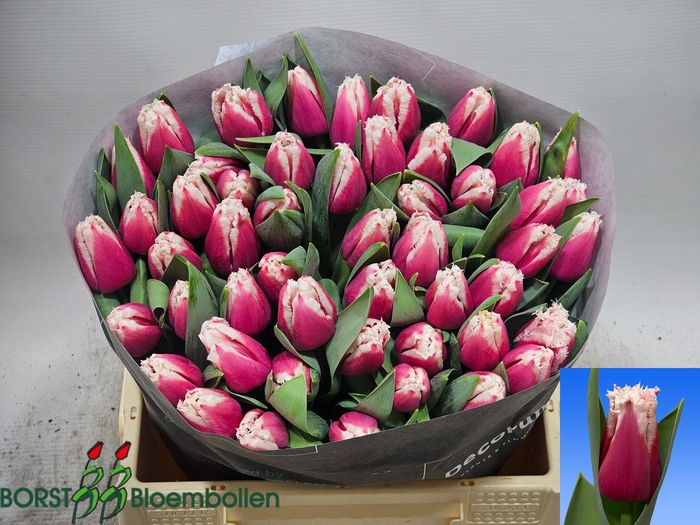 <h4>TU FR SAN LEANDRO</h4>