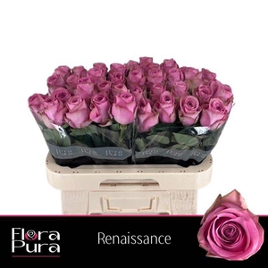 R GR RENAISSANCE