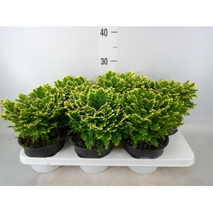 Selaginella martensii 'Jori'