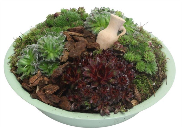 <h4>4425 ZINK GROEN SEMP</h4>