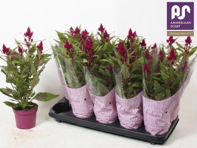 <h4>CEL DEEP PURPLE</h4>